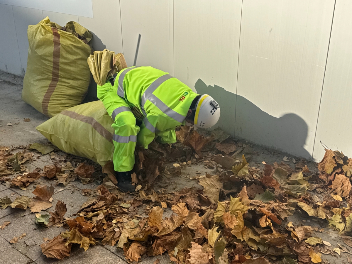 21일 오전 마포구청 환경공무관이 낙엽 청소를 하는 모습. 허리를 90도로 숙여 마대 자루에 낙엽을 담고 있다./사진=최문혁 기자.