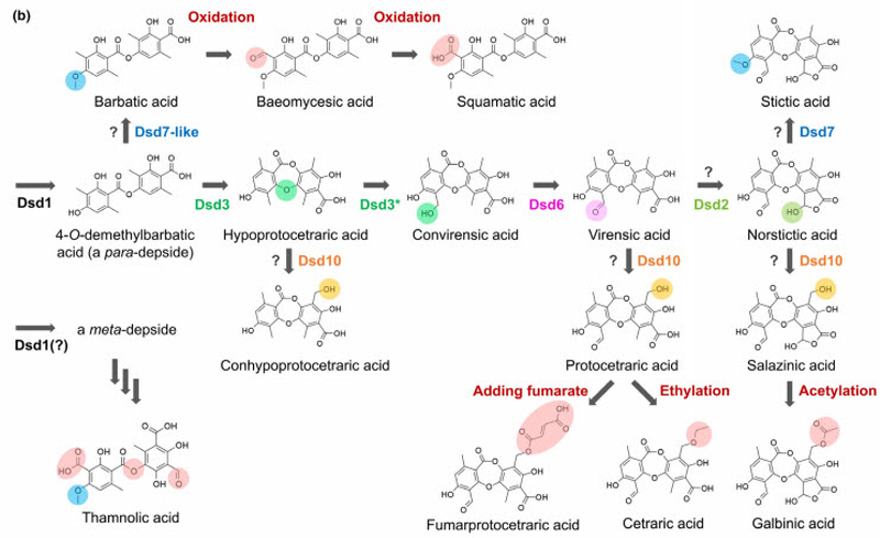 지의류천연물 조직 결합도/사진제공=전남대학교