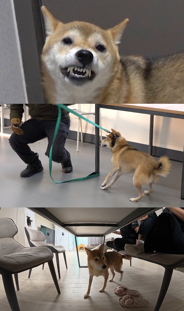 KBS 2TV '개는 훌륭하다'./사진제공=KBS 2TV '개는 훌륭하다'