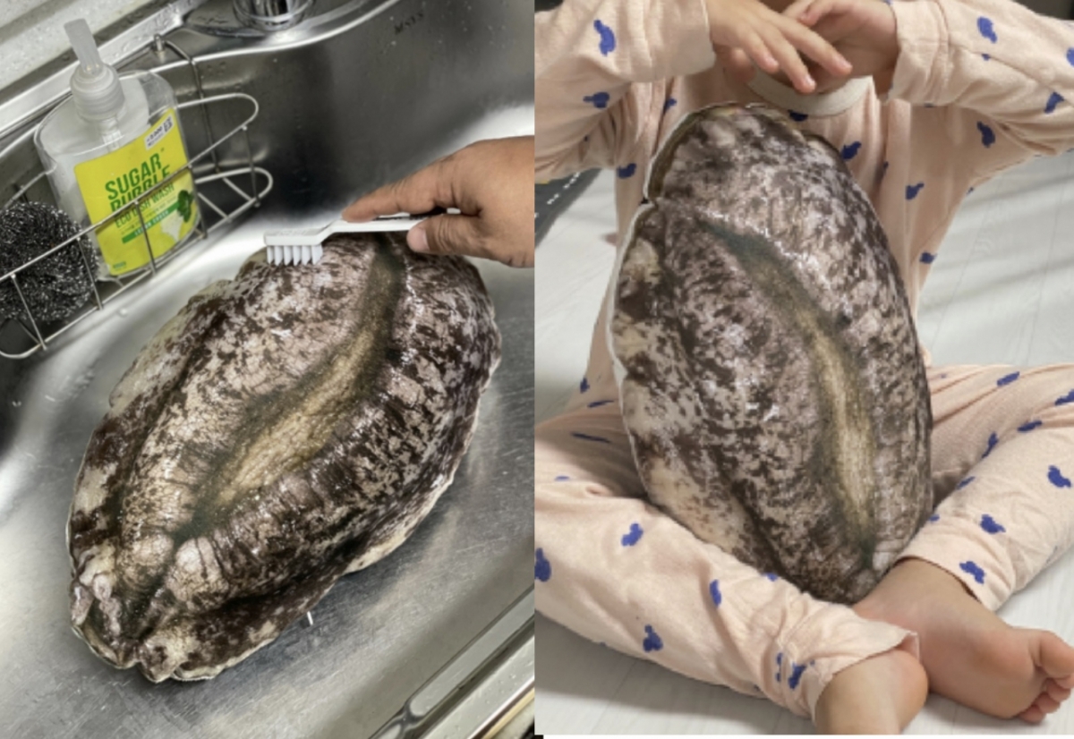 전라남도 완도군 고향사랑기부제 답례품인 전복 쿠션이 실제 전복과 비슷한 생김새로 화제가 되고 있다./사진=고향사랑e음 갈무리