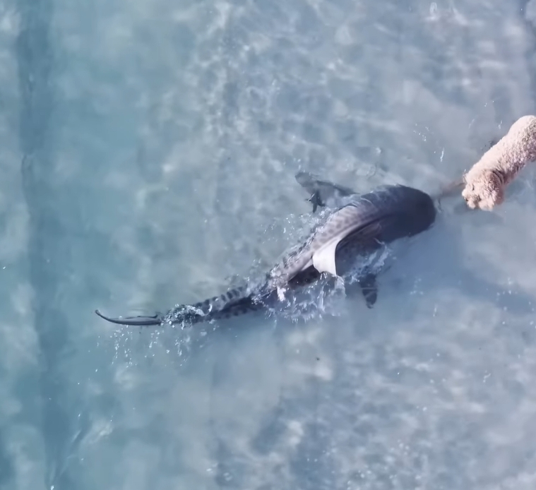 호주 퍼스 바다에서 헤엄치던 상어와 강아지가 코앞에서 마주치는 장면이 포착됐다. 둘은 서로 놀라 빠르게 돌아섰다. /사진=드론 사진 작가 렉소 아벨레이라 인스타그램 