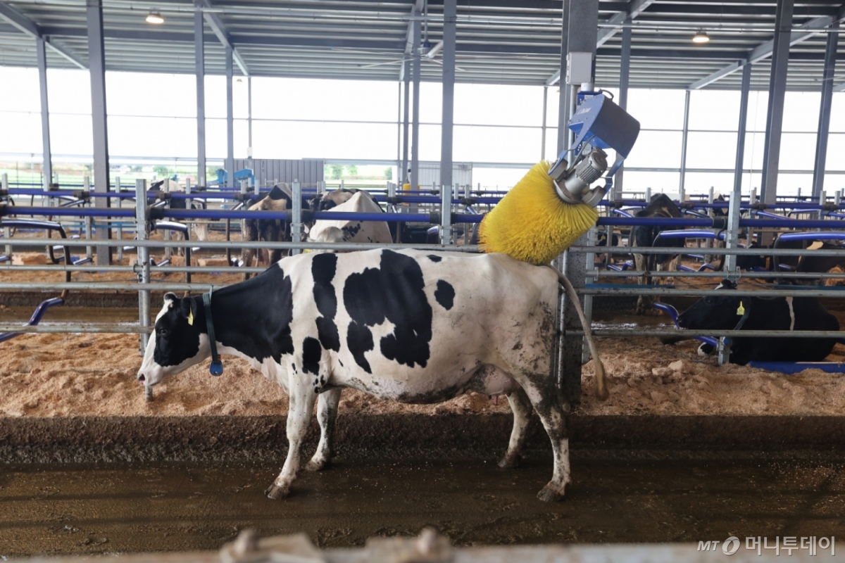 약 40년에 걸쳐 축산업 한길을 걸어가고 있는 전북 고창 상하덕촌목장은 저탄소 관리 등 다양한 시도를 통해 지속가능한 축산업을 실천하고 있다. /사진=축산물품질평가원