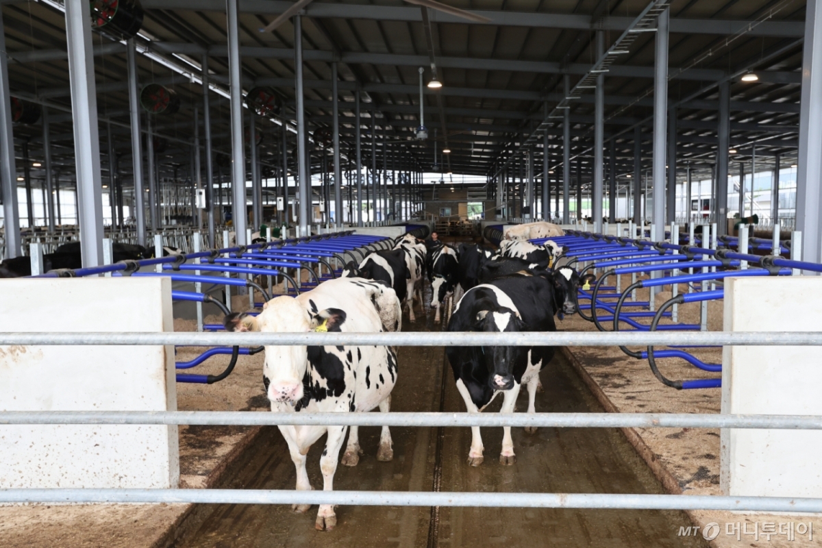 약 40년에 걸쳐 축산업 한길을 걸어가고 있는 전북 고창 상하덕촌목장은 저탄소 관리 등 다양한 시도를 통해 지속가능한 축산업을 실천하고 있다. /사진=축산물품질평가원