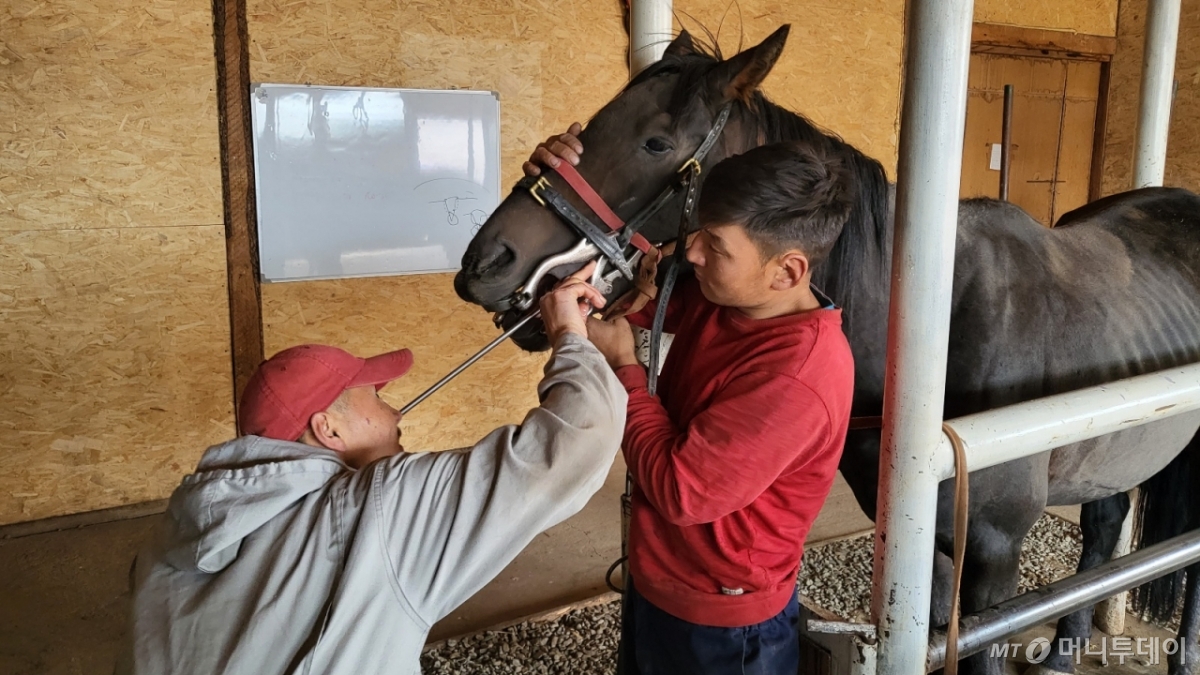 2019년부터 5년간 농업ODA 사업으로 건립된 몽골 울란바토르 수의진료센터에서 수의사들이 말의 구강질환을 살펴보고 있다. /사진=농식품부