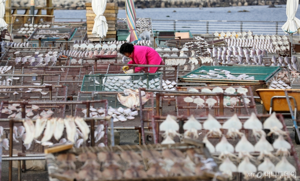 부산 기장군 일광면 칠암 물양장에서 어민들이 겨울 해풍 속에 생선을 말리고 있다./사진=뉴스1.
