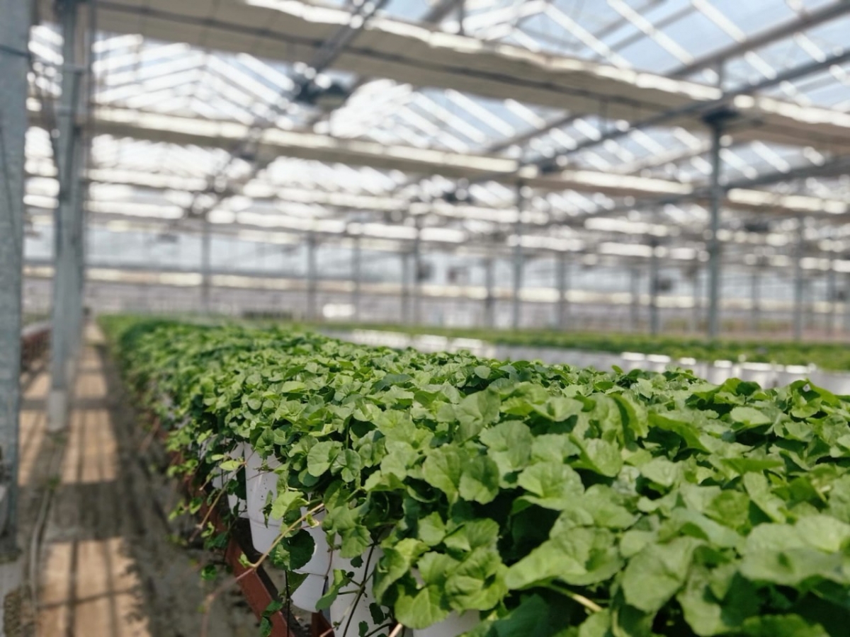 슈바넨가르텐의 스마트팜에서 재배되고 있는 화장품 원료./사진=한유원 제공. 