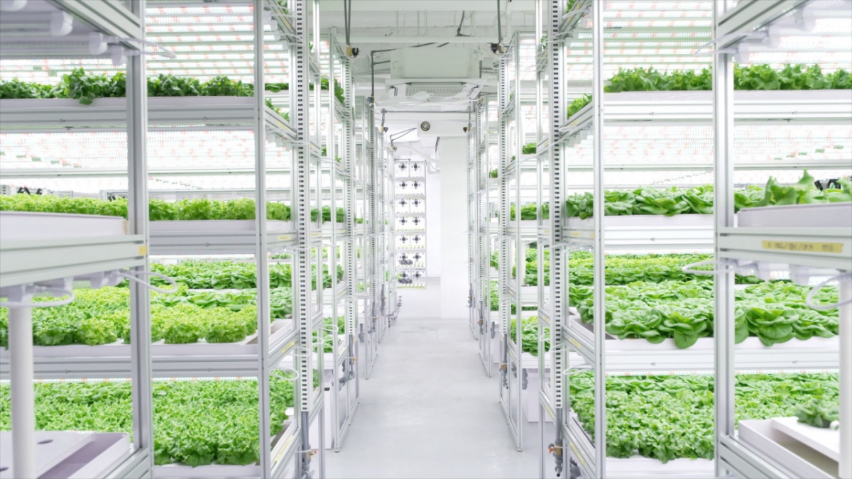 퓨처커넥트의 도심형 스마트팜 /사진=퓨처커넥트