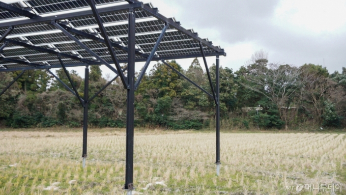 지난 22일 일본 야마구치현 시모노세키시의 한 고시히카리(일본 쌀 품종) 재배지에 영농형 태양광 시설이 설치돼있다./사진=최지은 기자