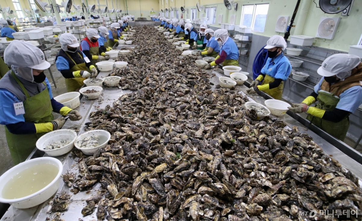 겨울철 제철을 맞은 굴 껍데기를 제거하는 작업인 박신작업을 하고 있다. 기사내용과 무관./사진=뉴스1.