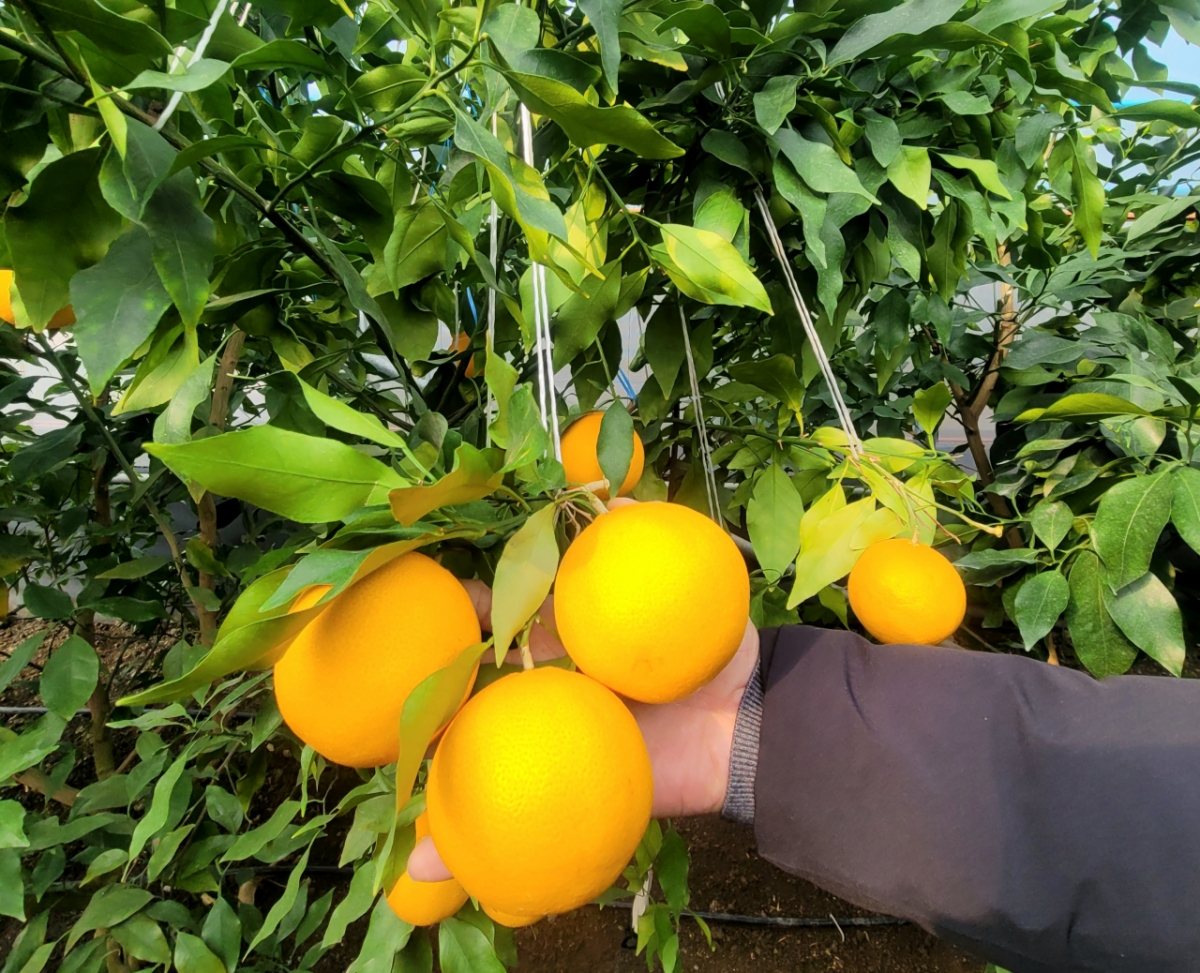 지붕에 태양광 패널을 설치한 하우스 두 곳에서는 '달코미' 품종을, 주차장 태양광을 이용한 하우스 두 곳에서는 '설향' 품종을 실증 재배했다. 두 경우 모두 맛과 수확량에 영향이 없었다고 한다/사진=권다희 기자 