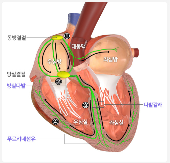 심장의 구조와 심장 전도계. /자료=국가건강정보포털