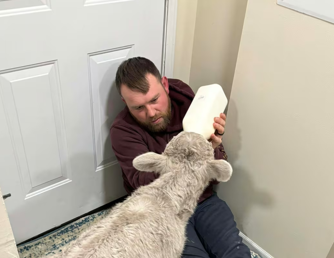 태너 소렐이 갓 태어난 송아지를 집으로 들여 우유를 먹이고 있다. /사진=WKYT 갈무리 