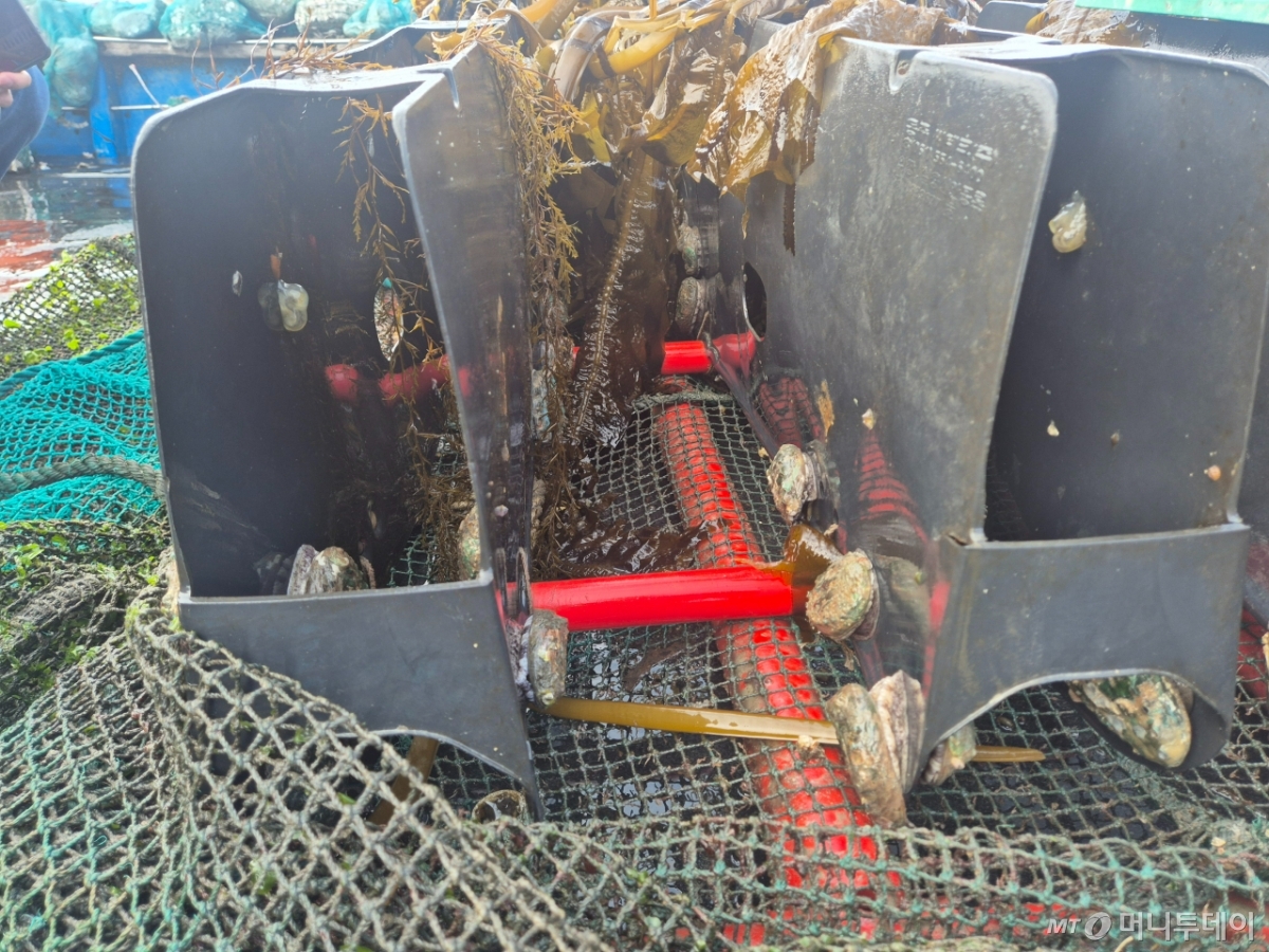 전남 완도 죽청항의 전복 가두리 양식장. 크레인으로 전복 셸터를 끌어올리자 미역을 먹고 성인 남성 손바닥의 절반 크기로 자란 전복을 볼 수 있었다./사진=유예림 기자