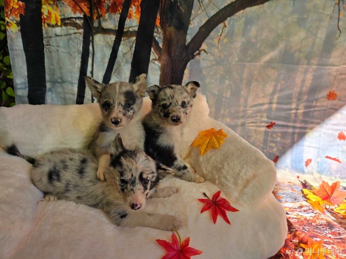 나주시 유기동물보호센터의 유기견들 모습. /사진=독자제공