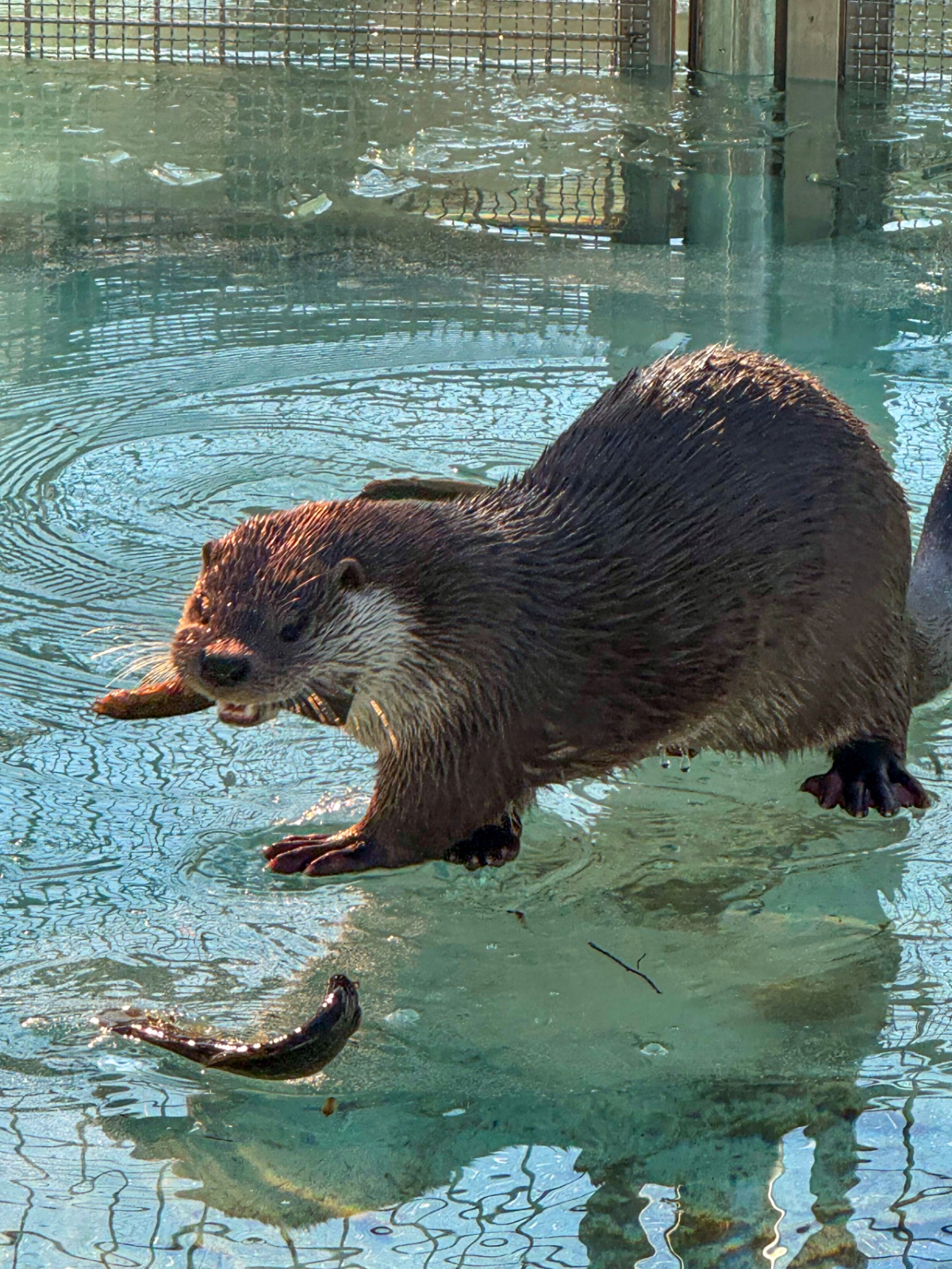 서울대공원 수달 모습 /사진제공=서울시
