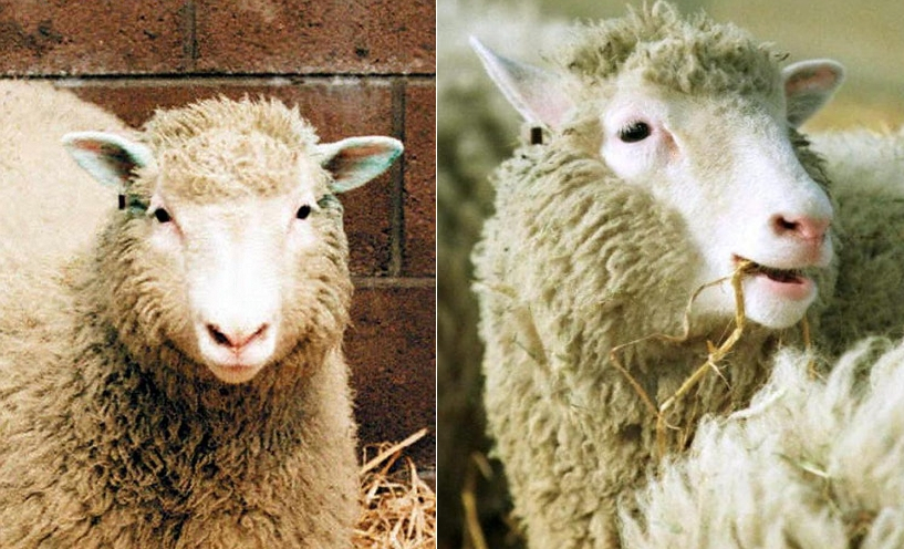 세계 최초의 복제 양 돌리 /AFP=뉴스1