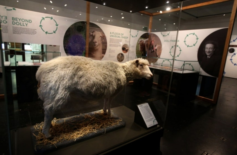 박제된 세계 최초의 복제 양 돌리의 모습./로이터=뉴스1