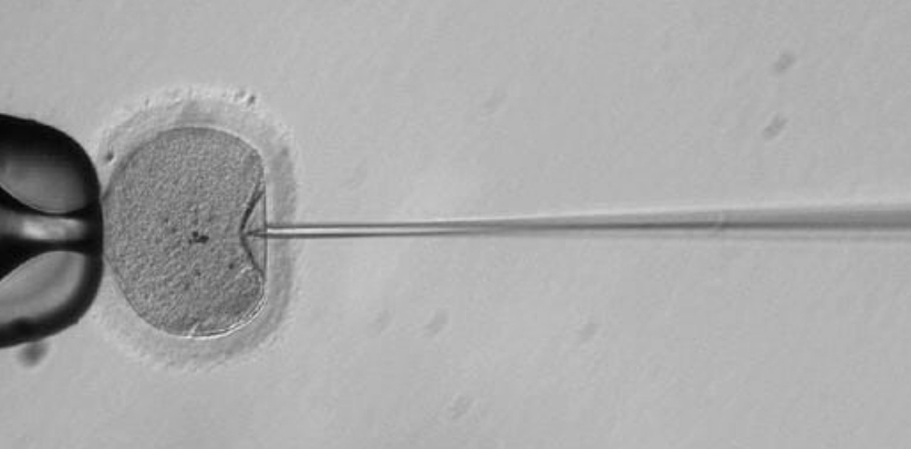 난자에 체세포의 핵을 주입해 체외 인공수정 난자로 만드는 모습.  /사진=미국 오리건보건과학대