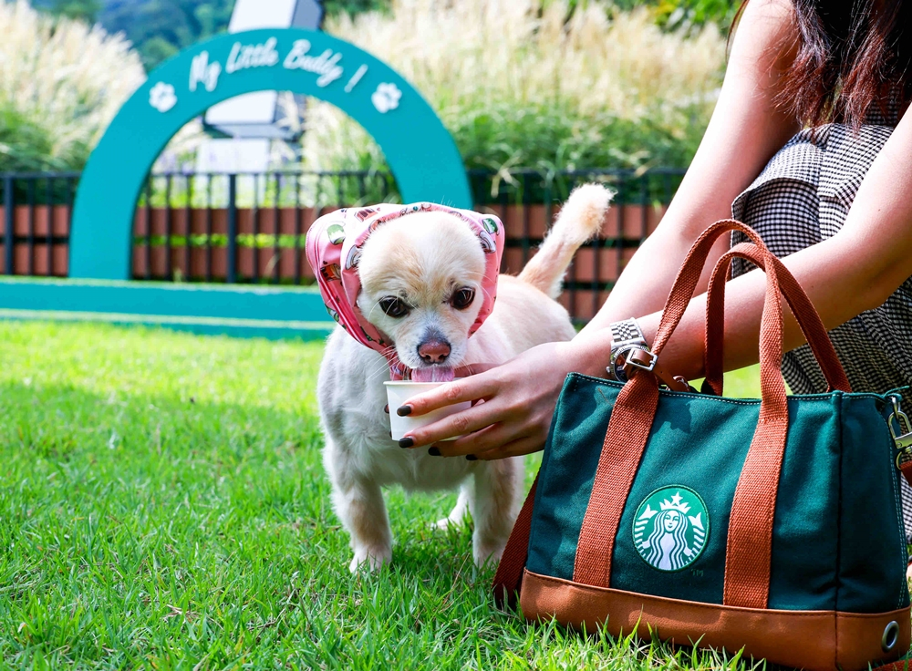 스타벅스 '더북한강R'점에서 '퍼푸치노'를 즐기는 강아지./사진제공=스타벅스코리아