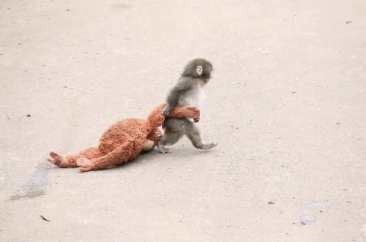 사진=이치카와 동식물원 SNS 갈무리