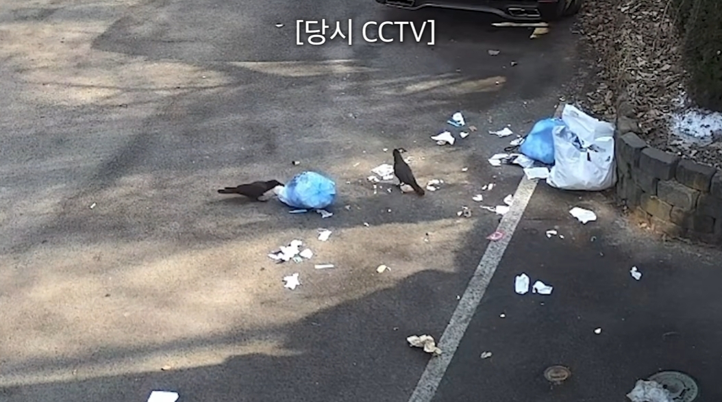 신지와 문원이 신혼집 앞에서 벌어진 까마귀 소동을 전했다. /사진=유튜브 갈무리  