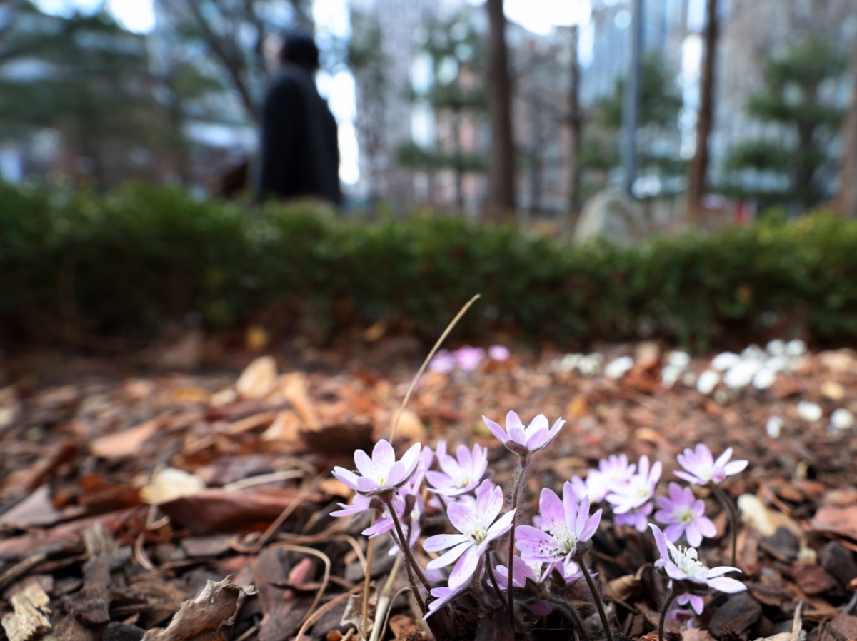 27일 서울 종로구 세종문화회관 인근 화단에 봄꽃이 꽃망울을 터뜨리며 봄을 재촉하고 있다./사진=뉴시스