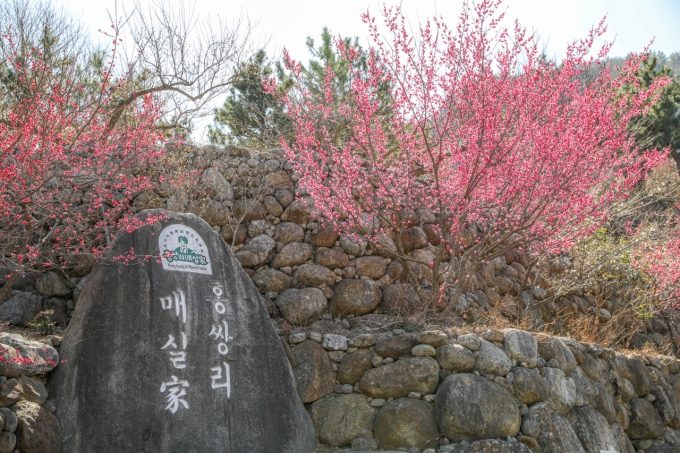광양 매화마을을 전국에 알린 홍쌍리 명인의 청매실농원/사진제공=광양시