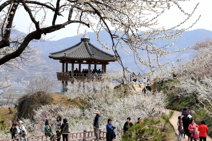 광양매화축제는 100만 명 이상의 관람객이 찾는 봄 대표 꽃축제다./사진제공=광양시