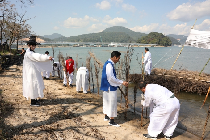 재래김은 망덕산에 자생하는 시누대를 잘라 묶은 섶을 바닥물에 세워 김포자를 달라붙게 하는 방식을 사용한다/사진제공=광양시