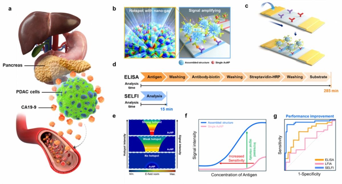 15분 만에 췌장암을 진단하는 SELFI 기술 개념도. (a)췌장암 세포는 혈액 속에 'CA19-9'라는 암 표지자를 분비 (b)연구팀은 이 신호를 크게 증폭할 수 있는 특수 나노입자 구조를 개발함 (c)'SELFI'는 혈액 한 방울을 활용, 시험지에서의 색 변화 결과를 확인하는 방식으로 이루어지는 검사법 (d)기존 검사법은 수 시간이 필요하지만, SELFI는 15분 만에 분석이 가능함 (e)연구팀은 나노입자 구조 최적화를 통해 신호를 더욱 강하게 만듦 (f)그 결과, 기존 신속 진단법보다 훨씬 높은 검출 성능을 보임 (g)정확도 비교에서도 SELFI가 가장 우수한 진단 성능을 나타냄. /자료=해당 연구팀