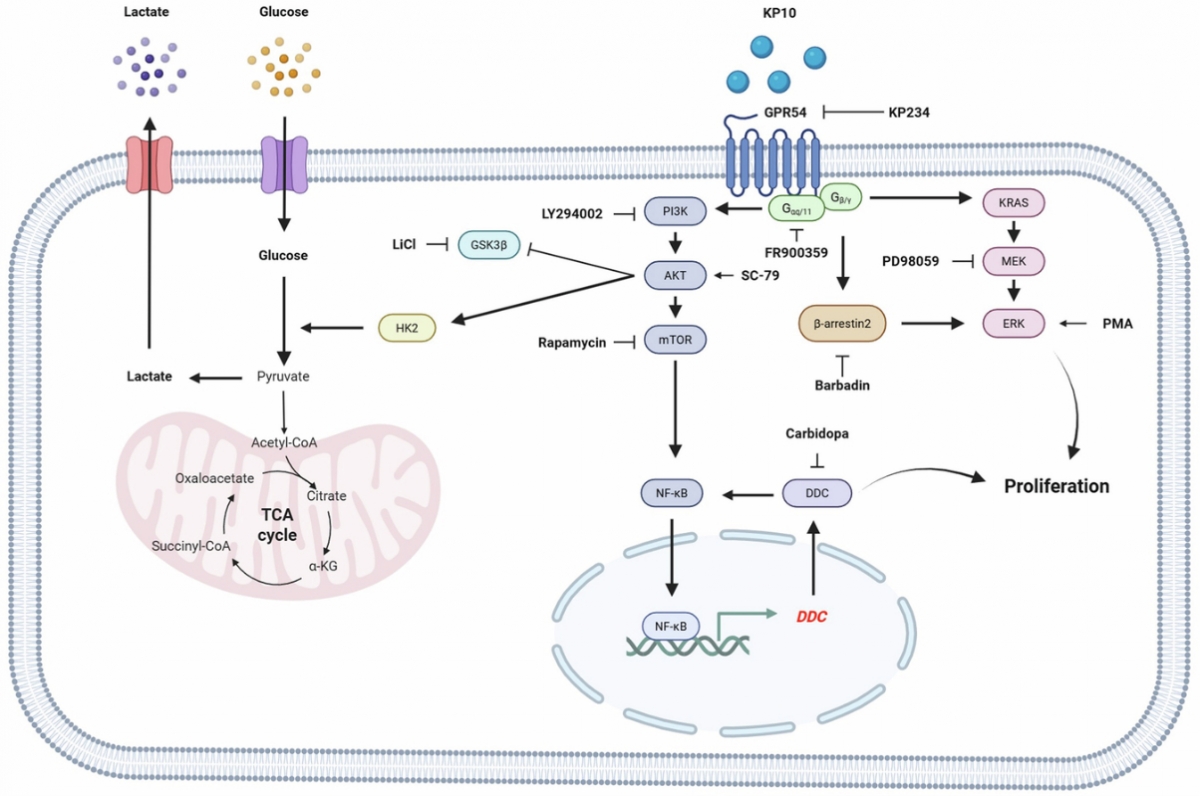 비소세포폐암 성장과 대사 재편에 관여하는 GPR54/DDC 신호축 모식도. /사진제공=경희대학교 한의과대학