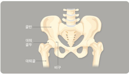 고관절의 구조. /자료=국가건강정보포털