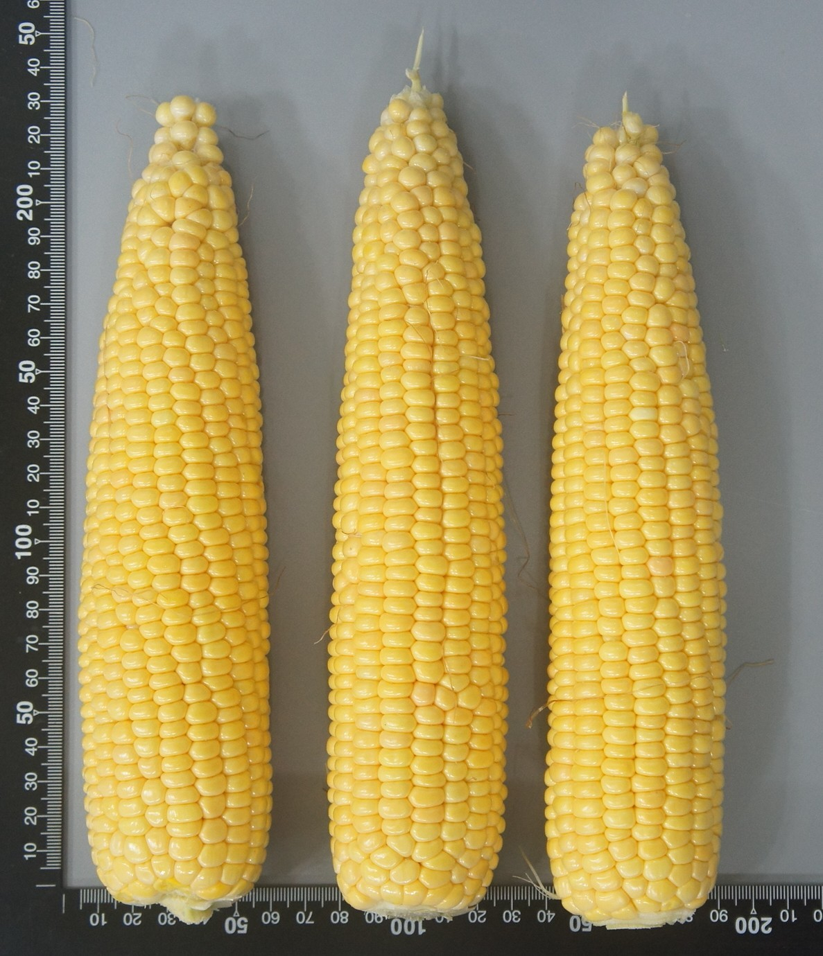 초당옥수수 신품종 '청밀옥'/사진제공=경북도