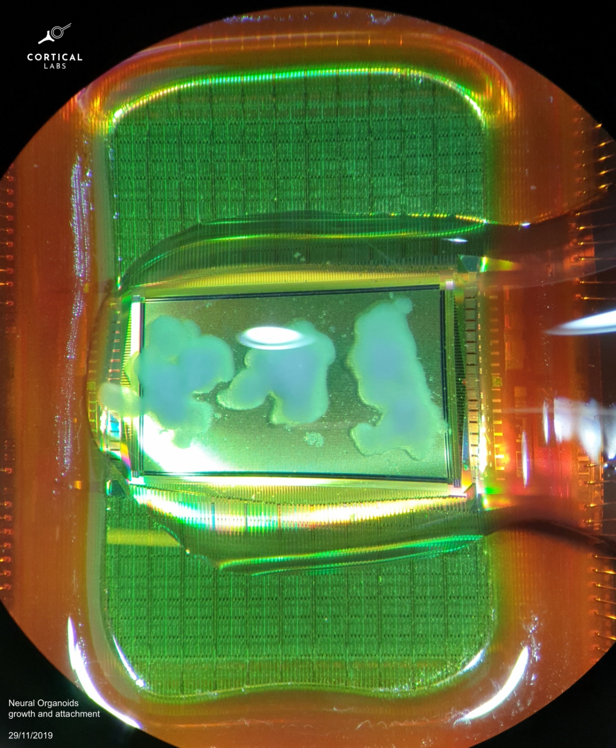 흰색 얼룩처럼 생긴 부분이 코티컬랩스 칩 기판 위에 배양된 인간 뉴런 조직이다./사진=코티컬랩스 엑스 계정 갈무리