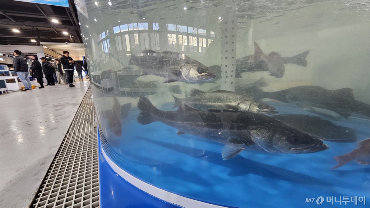 대형 수족관에 농어들이 가득하다. 기사내용과 무관./사진=뉴스1. /사진=(포항=뉴스1) 최창호 기자