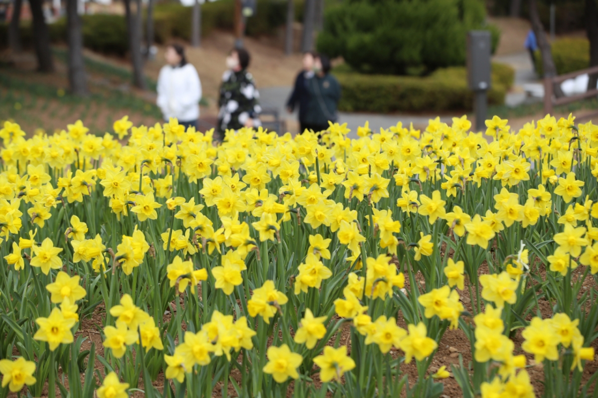 포근한 봄날씨를 보인 16일 부산 기장군 신평소공원에 노란 수선화가 활짝 펴 시민들의 눈길을 끌고 있다/사진=뉴스1
