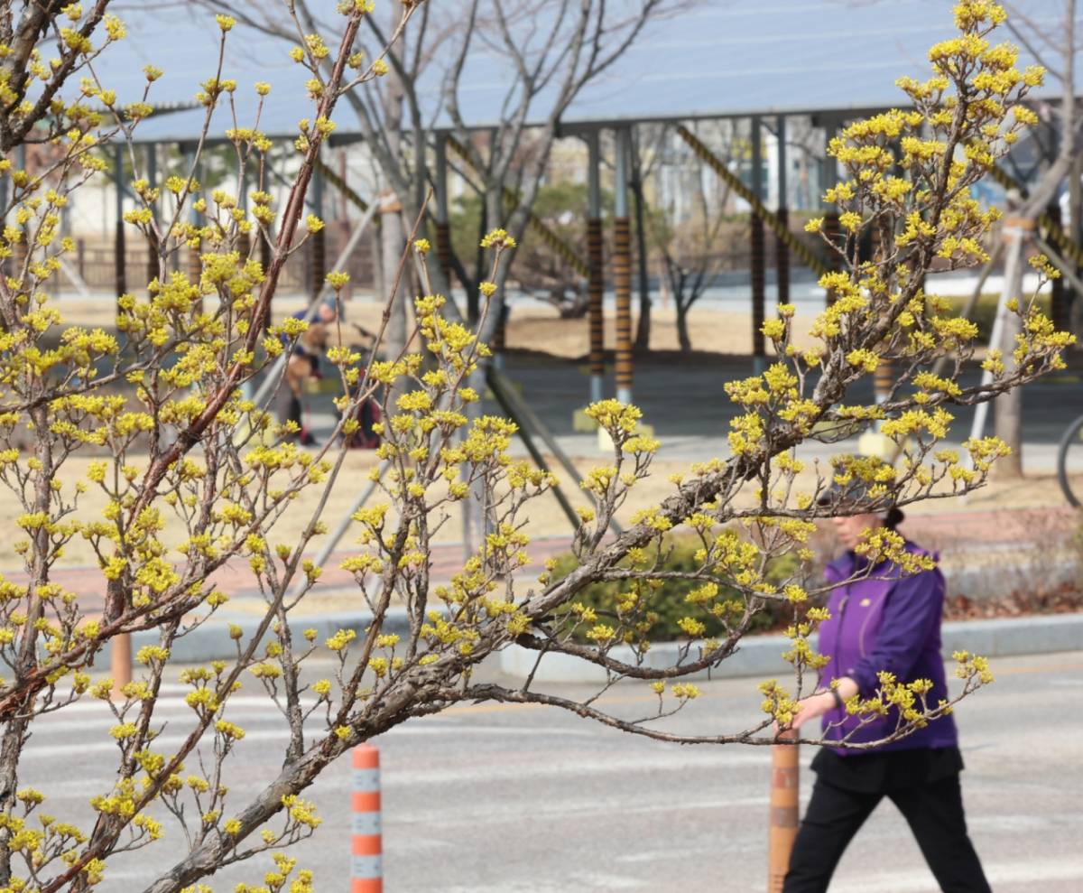온화한 봄 날씨를 보인 16일 인천 연수구 승기천 인근 산책로에서 산수유나무가 노란 꽃망울을 터뜨리고 있다/사진=뉴시스