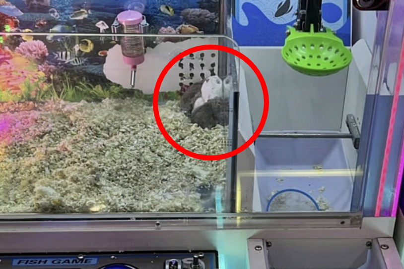 중국 한 쇼핑몰 게임장에서 살아있는 햄스터가 들어간 뽑기 기계가 사용돼 동물학대 논란이 일었다. /사진=홍콩 SCMP 갈무리