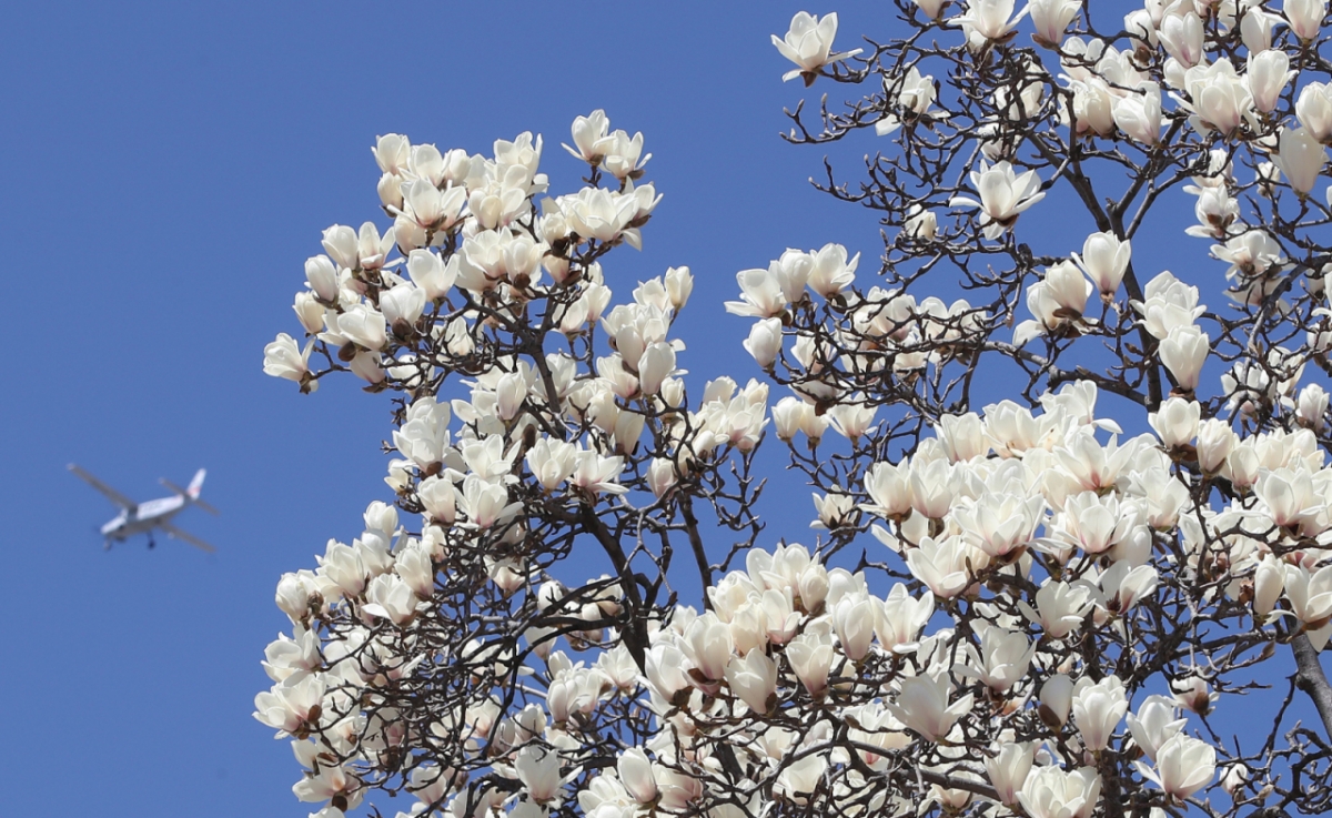 지난 20일 대구 북구 영진전문대 복현캠퍼스에 만개한 목련이 자태를 뽐내고 있다. /사진=뉴스1