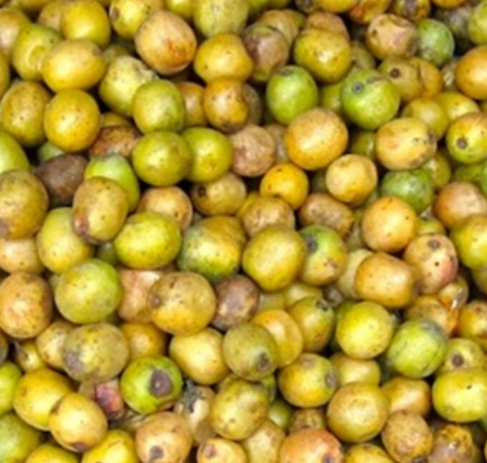 네팔의 전통 약용재료인 랍시 열매./사진제공=대구가톨릭대