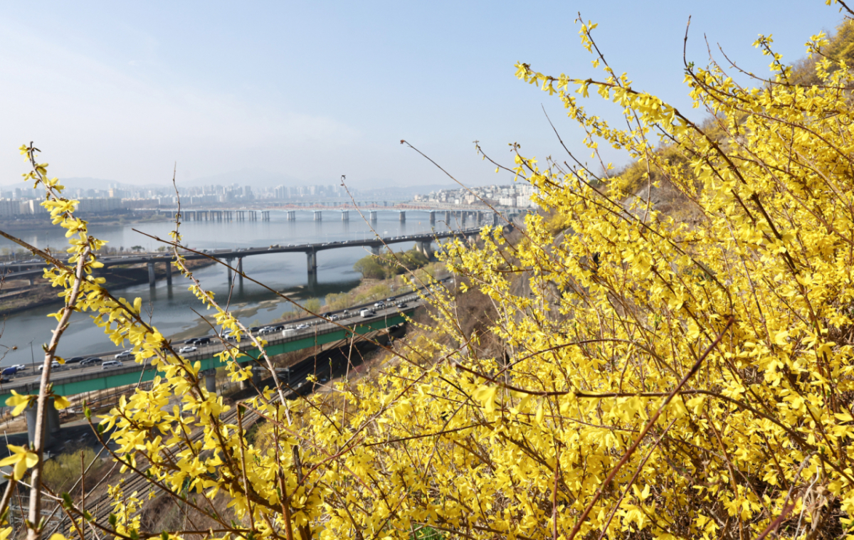 포근한 봄 날씨가 이어지는 25일 서울 성동구 응봉산 일대에 개나리 꽃이 만개해 있다. /사진=뉴스1.