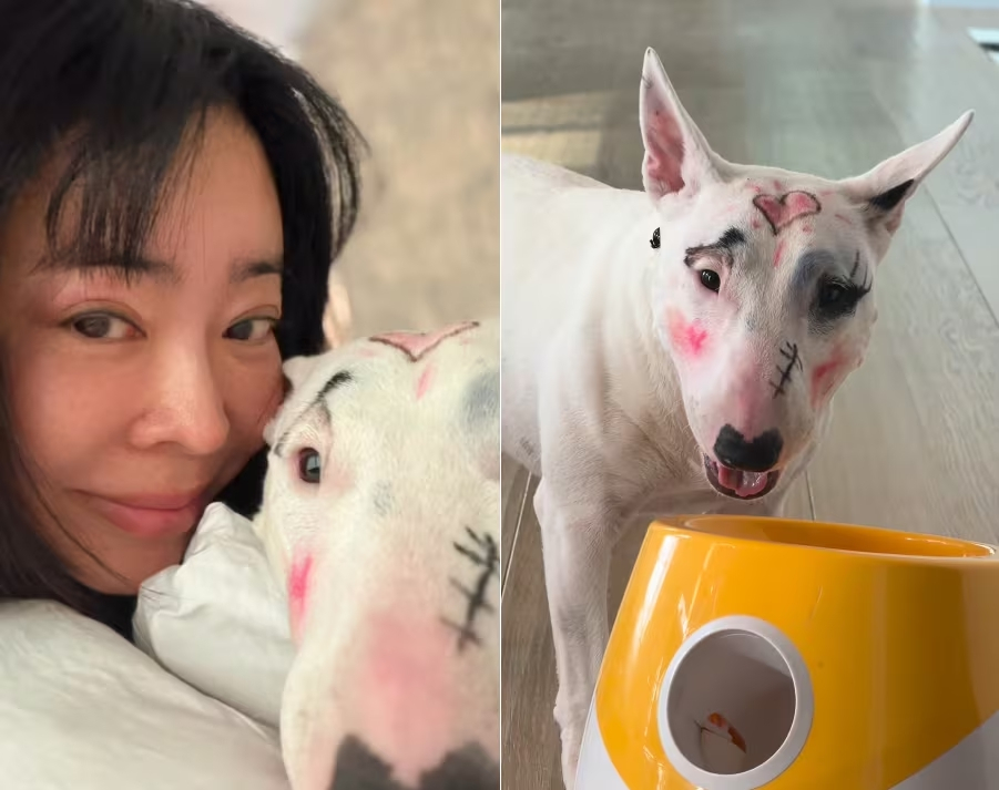 배우 이혜영이 반려견 얼굴에 화장을 한 사진을 올렸다가 동물 학대 논란을 일으켰다. /사진=이혜영 인스타그램