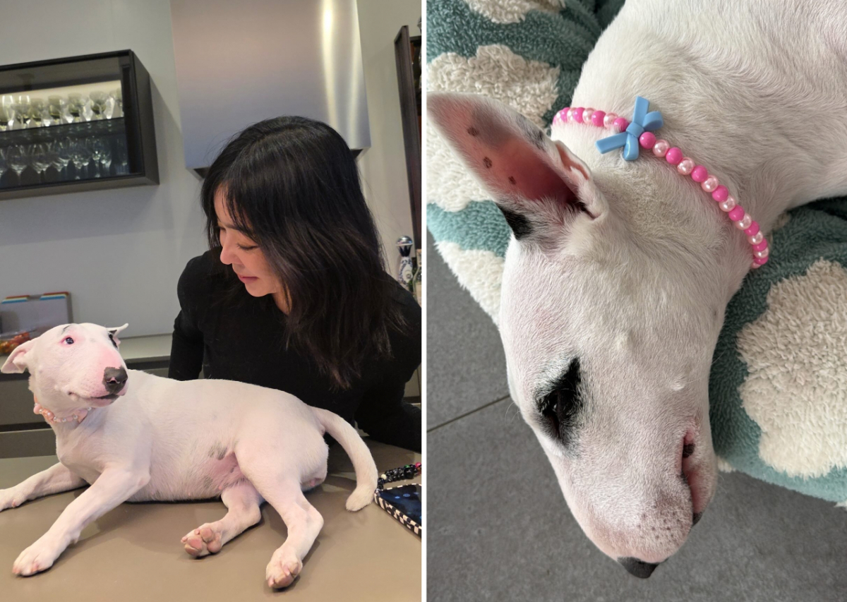 배우 이혜영이 반려견 얼굴에 화장한 사진을 올렸다가 동물 학대 논란을 일으킨 가운데, 다음날 별다른 사과 없이 새로운 사진을 게재했다. /사진=이혜영 인스타그램