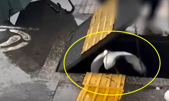  한국인 가족이 일본 여행 중 하수구에 갇힌 새를 구조한 사연이 알려지며 양국에서 따뜻한 반응이 이어지고 있다./사진=인스타그램