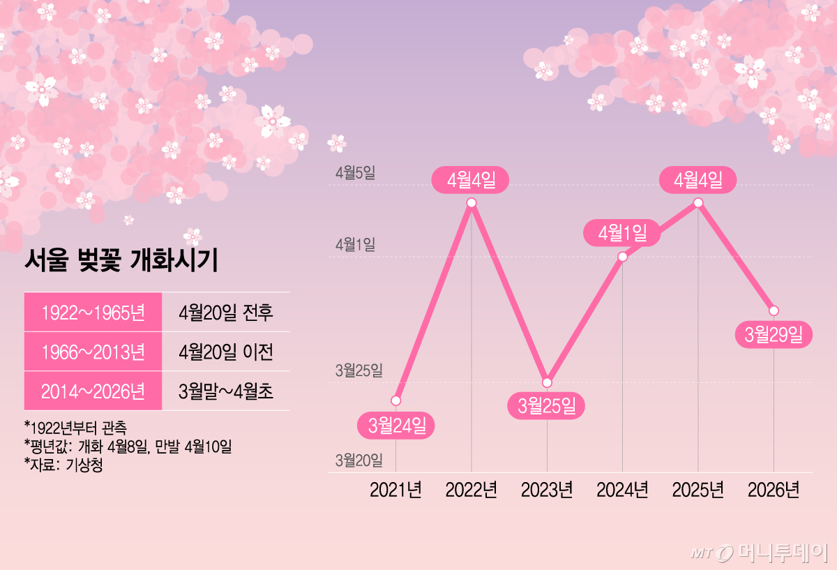 서울 벚꽃 개화시기/그래픽=이지혜
