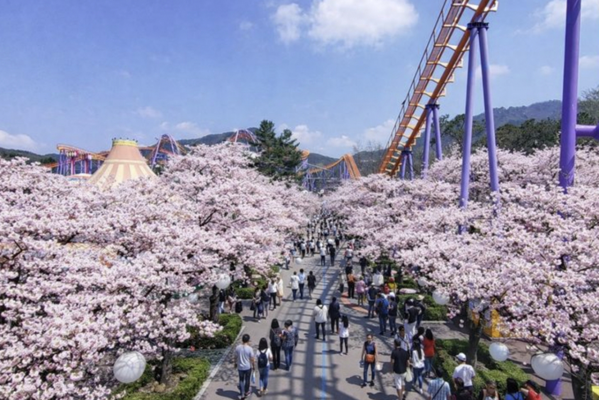 서울랜드 벚꽃/사진=서울랜드