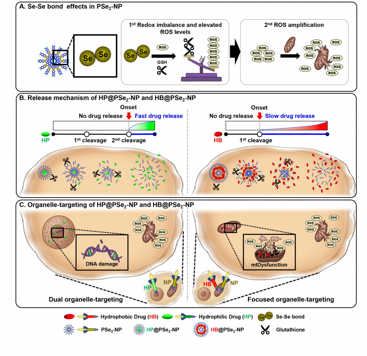 강한창 가톨릭대 약대 교수팀의 연구자료 이미지./사진제공=가톨릭대 