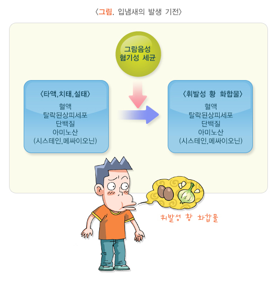 입냄새의 발생 기전. /자료=국가건강정보포털