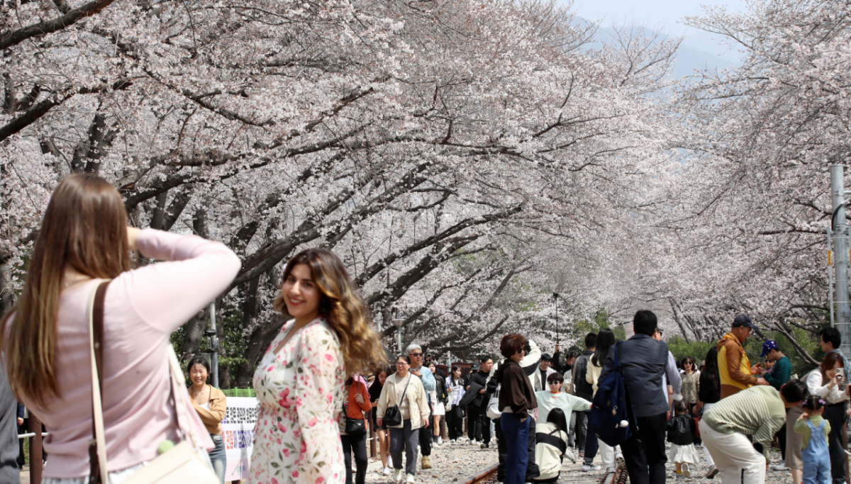 전국 최대 벚꽃 축제인 '제64회 진해군항제'가 열리고 있는 지난달 29일 경남 창원 진해구 경화역공원에서 외국인 관광객들이 벚꽃을 감상하고 있다./ 사진 = 뉴스1