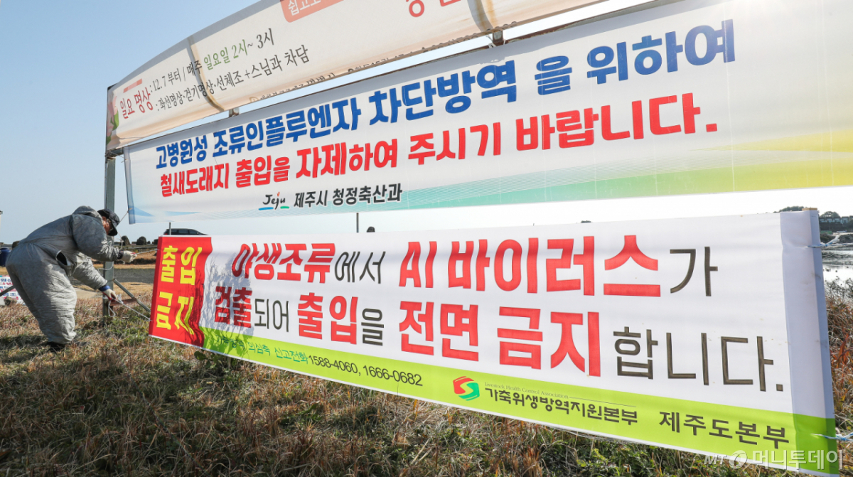 제주도에서 조류인플루엔자가 확인됐을 당시 모습. /사진=뉴시스